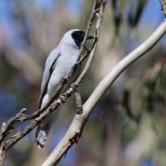 Coracina novaehollandiae at Watson, ACT - 11 Sep 2023 02:10 PM