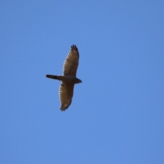 Tachyspiza fasciata (Brown Goshawk) at Watson, ACT - 11 Sep 2023 by RodDeb