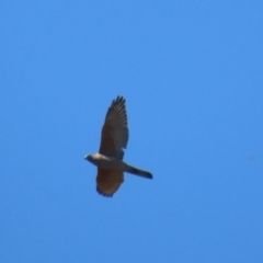 Accipiter fasciatus at Watson, ACT - 11 Sep 2023