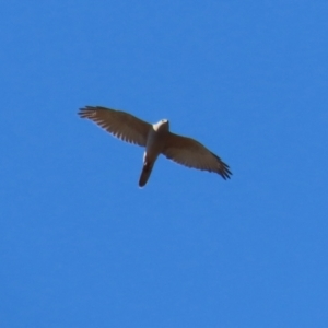 Accipiter fasciatus at Watson, ACT - 11 Sep 2023