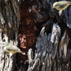 Acanthiza reguloides (Buff-rumped Thornbill) at The Fair, Watson - 11 Sep 2023 by RodDeb