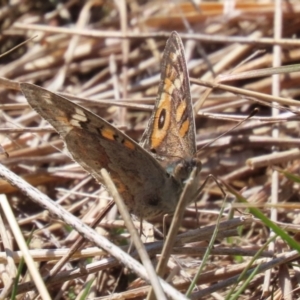 Junonia villida at Watson, ACT - 11 Sep 2023