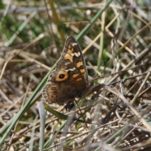 Junonia villida at Watson, ACT - 11 Sep 2023