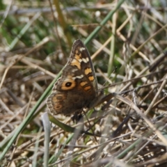 Junonia villida at Watson, ACT - 11 Sep 2023