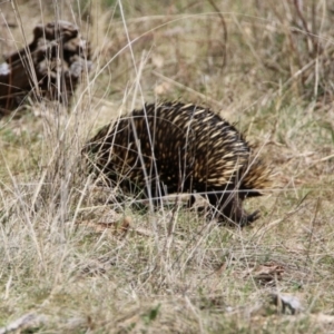 Tachyglossus aculeatus at Watson, ACT - 11 Sep 2023 12:14 PM