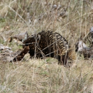 Tachyglossus aculeatus at Watson, ACT - 11 Sep 2023 12:14 PM