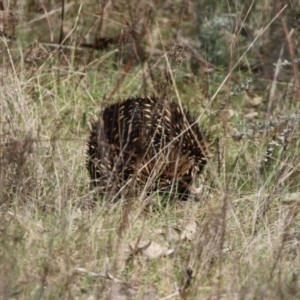 Tachyglossus aculeatus at Watson, ACT - 11 Sep 2023 12:14 PM