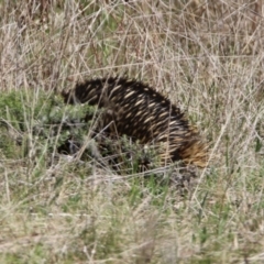 Tachyglossus aculeatus at Watson, ACT - 11 Sep 2023 12:14 PM