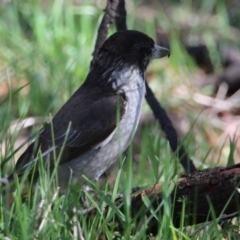 Cracticus torquatus (Grey Butcherbird) at Watson, ACT - 11 Sep 2023 by RodDeb