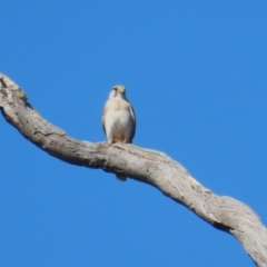 Falco cenchroides (Nankeen Kestrel) at The Fair, Watson - 11 Sep 2023 by RodDeb