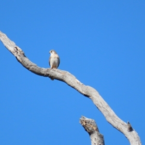 Falco cenchroides at Watson, ACT - 11 Sep 2023