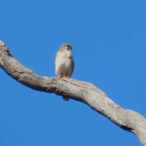 Falco cenchroides at Watson, ACT - 11 Sep 2023