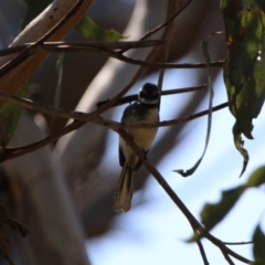 Rhipidura albiscapa (Grey Fantail) at The Fair, Watson - 11 Sep 2023 by RodDeb