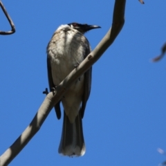 Philemon corniculatus (Noisy Friarbird) at Watson, ACT - 11 Sep 2023 by RodDeb