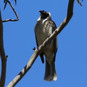 Philemon corniculatus at Watson, ACT - 11 Sep 2023 12:26 PM