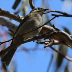 Caligavis chrysops (Yellow-faced Honeyeater) at Watson, ACT - 11 Sep 2023 by RodDeb