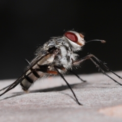 Dexiini (tribe) (A bristle fly) at Wellington Point, QLD - 11 Sep 2023 by TimL