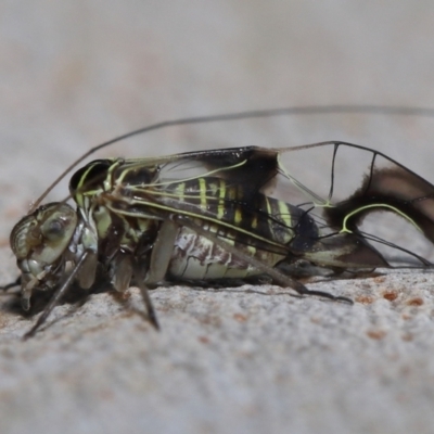 Sigmatoneura formosa (A booklouse) at Wellington Point, QLD - 11 Sep 2023 by TimL
