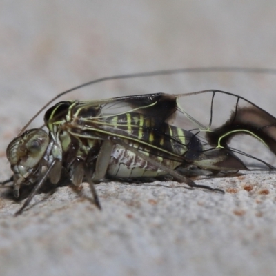 Aphididae (family) at Wellington Point, QLD - 11 Sep 2023 by TimL