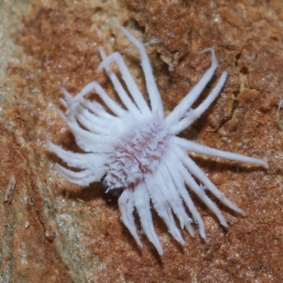 Cryptolaemus montrouzieri (Mealybug ladybird) at Wellington Point, QLD - 11 Sep 2023 by TimL