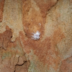 Coccinellidae sp01 at suppressed - suppressed