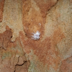 Cryptolaemus montrouzieri at Wellington Point, QLD - 11 Sep 2023