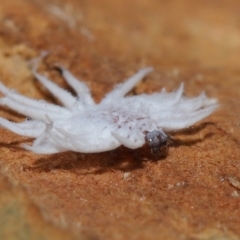 Cryptolaemus montrouzieri at Wellington Point, QLD - 11 Sep 2023