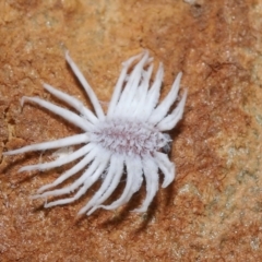 Cryptolaemus montrouzieri at Wellington Point, QLD - 11 Sep 2023