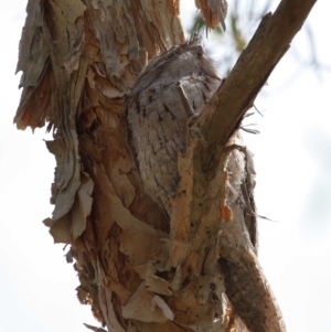 Podargus strigoides at Ormiston, QLD - 11 Sep 2023 11:18 AM