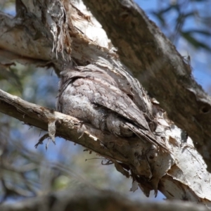 Podargus strigoides at Ormiston, QLD - 11 Sep 2023 11:18 AM