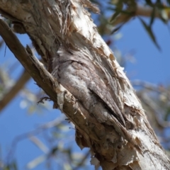 Podargus strigoides at Ormiston, QLD - 11 Sep 2023 11:18 AM