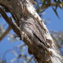 Podargus strigoides at Ormiston, QLD - 11 Sep 2023