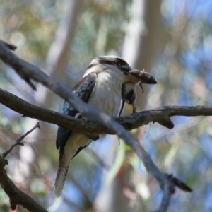 Dacelo novaeguineae at Capalaba, QLD - 23 Aug 2023