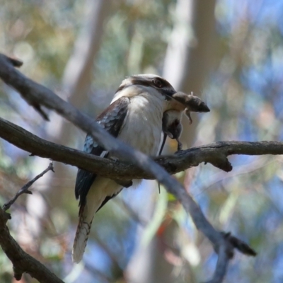 Dacelo novaeguineae (Laughing Kookaburra) at Capalaba, QLD - 23 Aug 2023 by TimL