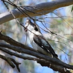 Dacelo novaeguineae at Capalaba, QLD - 23 Aug 2023