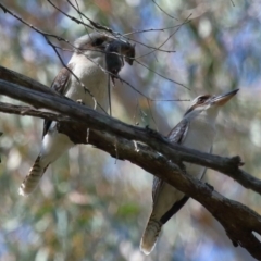 Dacelo novaeguineae at Capalaba, QLD - 23 Aug 2023