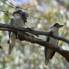 Dacelo novaeguineae at Capalaba, QLD - 23 Aug 2023