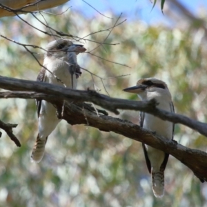 Dacelo novaeguineae at Capalaba, QLD - 23 Aug 2023