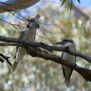 Dacelo novaeguineae at Capalaba, QLD - 23 Aug 2023 11:31 AM