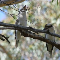 Dacelo novaeguineae at Capalaba, QLD - 23 Aug 2023 11:31 AM