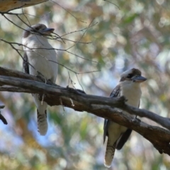 Dacelo novaeguineae at Capalaba, QLD - 23 Aug 2023 11:31 AM