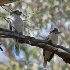 Dacelo novaeguineae at Capalaba, QLD - 23 Aug 2023