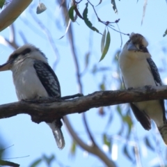 Dacelo novaeguineae at Capalaba, QLD - 23 Aug 2023 11:31 AM