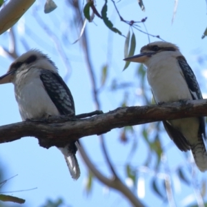 Dacelo novaeguineae at Capalaba, QLD - 23 Aug 2023 11:31 AM