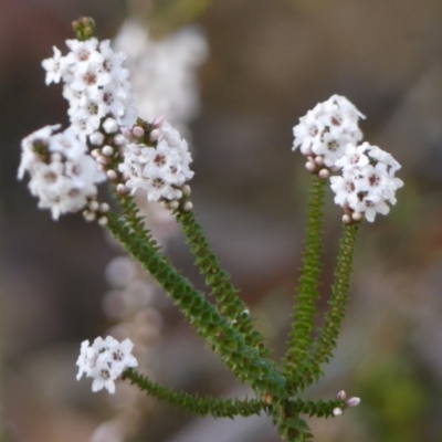 Epacris microphylla at Wingecarribee Local Government Area - 6 Sep 2023 by Curiosity