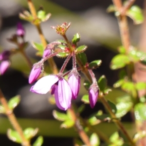 Tetratheca thymifolia at Colo Vale, NSW - 6 Sep 2023 12:13 PM