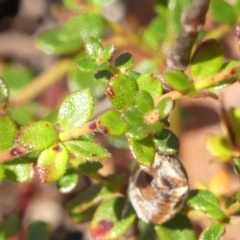 Tetratheca thymifolia at Colo Vale, NSW - 6 Sep 2023