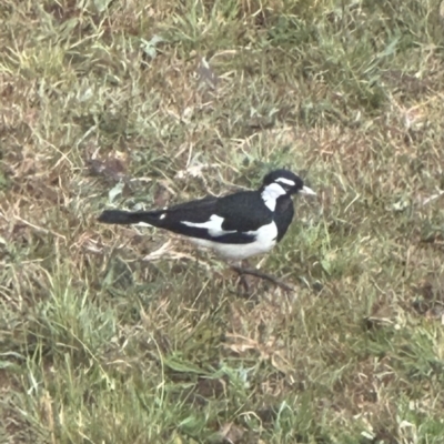 Grallina cyanoleuca (Magpie-lark) at Kangaroo Valley, NSW - 12 Sep 2023 by lbradley