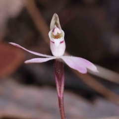 Caladenia fuscata (Dusky Fingers) at Acton, ACT - 31 Aug 2023 by ConBoekel