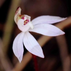 Caladenia fuscata at Acton, ACT - suppressed